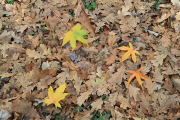 Autumn leaves. Green grass. Abstract background. Macro.