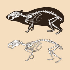 Skeleton cavia vector illustration animal