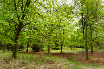 Fototapeta na wymiar Kastanienbäume (Castanea) im Nationalpark Kellerwald-Edersee, Hessen, Deutschland