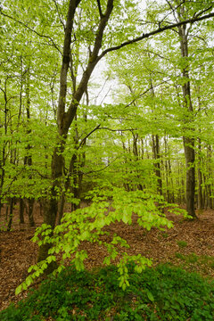 Buchenwald mit frischem Grün, Nationalpark Kellerwald-Edersee, Hessen, Deutschland