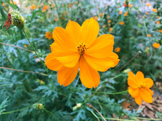 Cosmea (lat. Cósmos) is a perennial herbaceous plant. A blossoming lush orange flower against the background of the same flowers and green leaves, close-up, top view. A flower with drop-like petals.