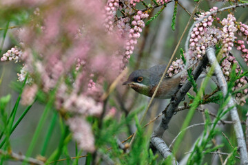 Weißbartgrasmücke // Eastern subalpine warbler (Sylvia cantillans) - Katerini, Griechenland