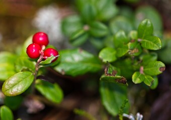 Lingonberries in a Forest in Autumn in Latvia