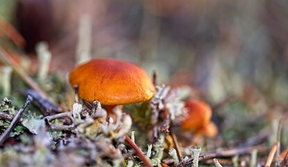 Wild Mushrooms Growing on a Forest Floor in Autumn in Latvia