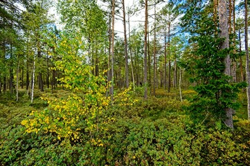 Autumn in a Latvian Forest in September