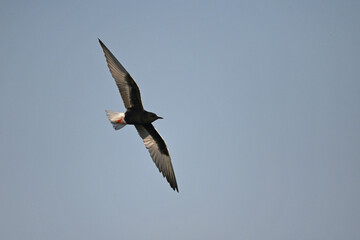 White-winged tern // Weißflügelseeschwalbe (Chlidonias leucopterus)