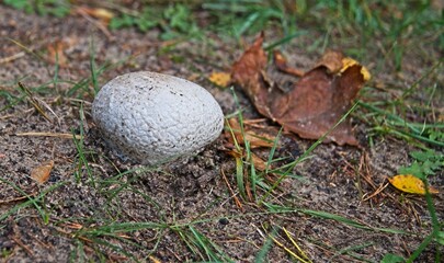 Wild Mushrooms Growing on a Forest Floor in Autumn in Latvia