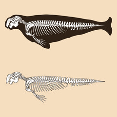Skeleton dugong vector illustration animal