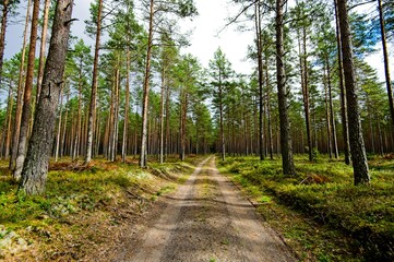 Fototapeta premium Autumn in a Latvian Forest in September