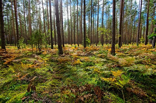 Autumn in a Latvian Forest in September