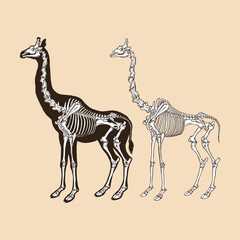 Skeleton giraffe vector illustration animal © MFKRT