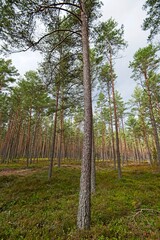 Autumn in a Latvian Forest in September