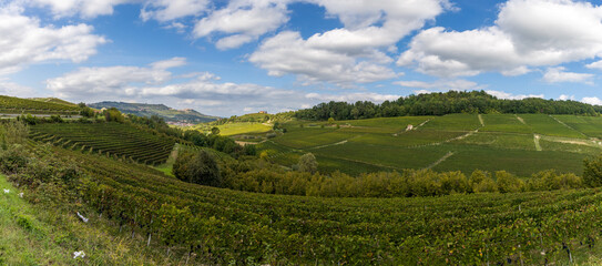 Le dolci colline lavorati in ricchi vigneti nei territori delle Langhe in Piemonte