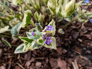 Siberian bugloss (Brunnera macrophylla) 'Variegata' with large, heart-shaped green leaves flowering with tiny, pale blue, airy flowers