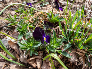Close-up shot of the viola tricolor flowering with dark purple and lavender flower in the garden