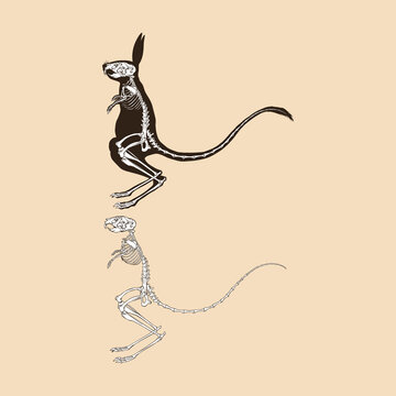 recommend clip art: Skeleton greater egyptian jerboa vector illustration animal
