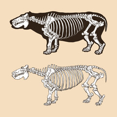 Fototapeta na wymiar Skeleton hippopotamus vector illustration animal