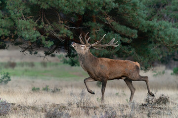  Red deer (Cervus elaphus) with big antlers and covered with mud walking in forest in mating season. Wildlife in natural habitat                                                                        