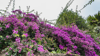 Blooming Bougainvillea against the sky. There are many bright lilac flowers on the long arched branches. Seychelles