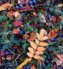 Autumn background with leaves and berries of thorn