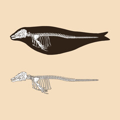 Fototapeta premium Skeleton narwhal female vector illustration animal