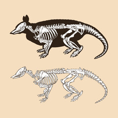 Fototapeta na wymiar Skeleton nine banded armadillo vector illustration animal