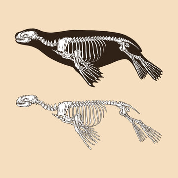Skeleton sea lion vector illustration animal