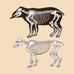 Fototapeta na wymiar Skeleton tapir vector illustration animal