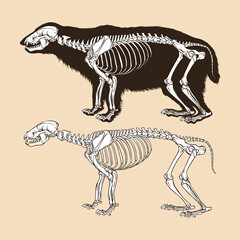 Skeleton taxidea taxus vector illustration animal