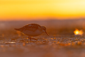 A sanderling (Calidris alba) foraging back lit by the rising sun on the beach.