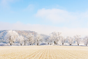 Winter landscape with a group of frozen and snowy trees on a sunny day in the countryside of Valladolid, Castilla y Leon, Spain