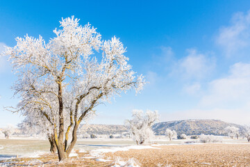 Winter landscape with a frozen and snowy tree on a sunny day in the countryside of Valladolid, Castilla y León, Spain