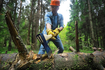 Male worker with an ax chopping a tree in the forest.