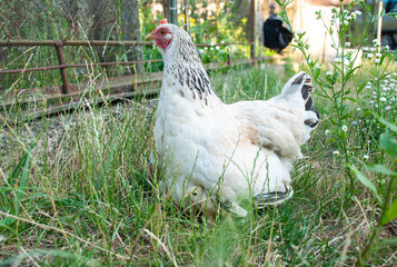 A hen peacefully grazes in lush green pasture, surrounded by the tranquility of rural life. Its vibrant feathers shimmer in the sunlight, blending harmoniously with the natural hues of the meadow. The
