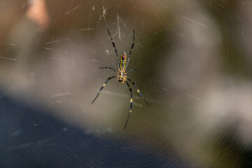 A female spider in her web. This spider is Trichonephila clavata, also known as the Jorō spider.