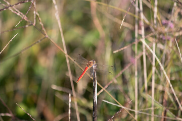 A red dragonfly in a paddy rice field just after harvest