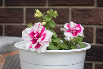 beautiful garden flowers