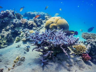 incredible beautiful different corals in the red sea on vacation