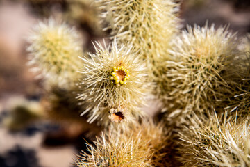 thorny cactus on a desert