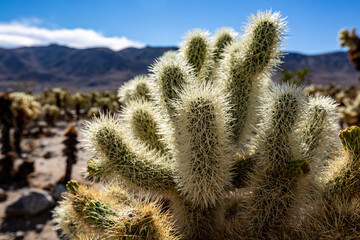 thorny cactus on a desert