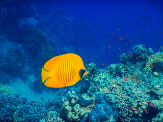 yellow mask butterfly fish swimming in deep blue water