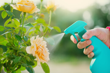 Person spraying yellow rose flower against pests and diseases with garden hand sprayer. Fertilizer treatment or Pests control, holding pesticide bottle spray. Closeup. Garden, gardening concept - obrazy, fototapety, plakaty