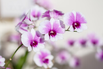 Pink endrobium orchids flowers blooming with sunshine hang on branch tree in garden natural background