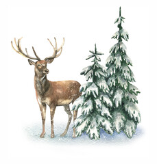 Watercolor illustration with a wild forest deer surrounded by fir trees in the snow. New Year illustration isolated on white background