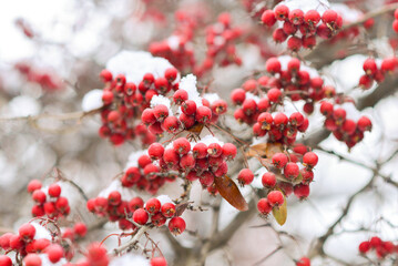 Fototapeta na wymiar Red berries of viburnum or mountain ash under the snow on a tree