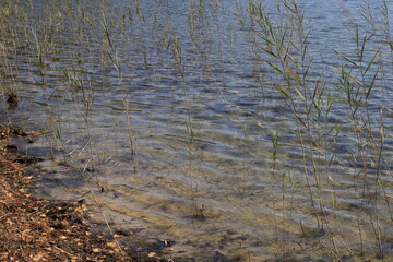 Tall grass grows on the sandy shallow water of a karst lake.