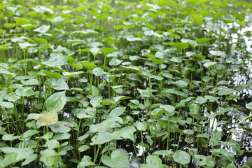 wild leaves that grow fresh