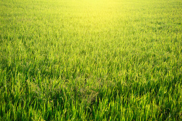 Nature of rice field on rice paddy