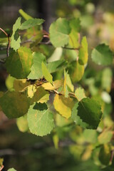 Yellow and green aspen leaves close-up in the sun.