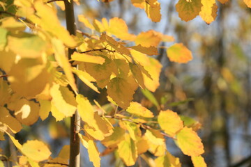 Yellow  colored aspen leaves close-up in the sun.